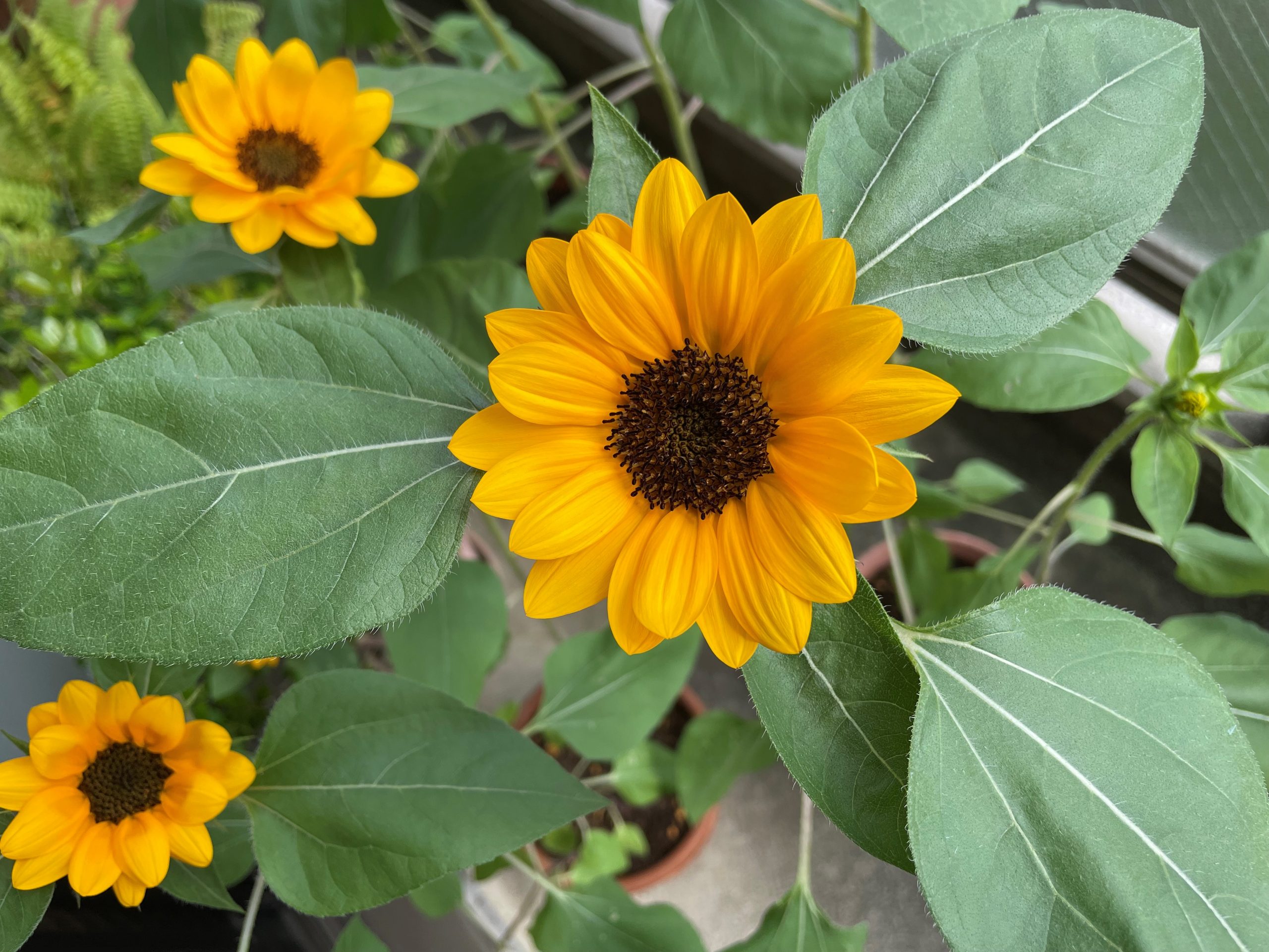 ドイリー1288❤️秋のひまわりビンセントとぷっくりツル薔薇のドイリー